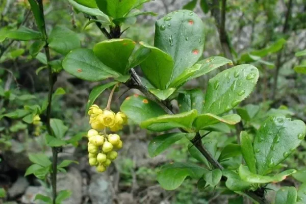 Berberis Vulgaris: Faydaları, Yan Etkileri ve Kullanımı